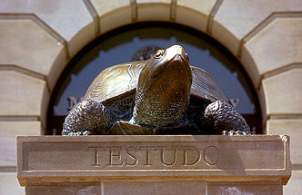 [Testudo]